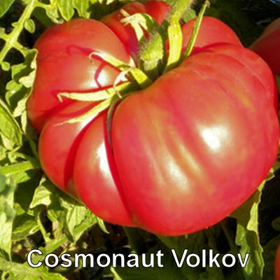 01Cosmonaut_Volkov400.jpg