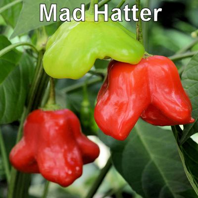 08madhatter400.jpg