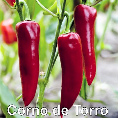 10corno_400.jpg