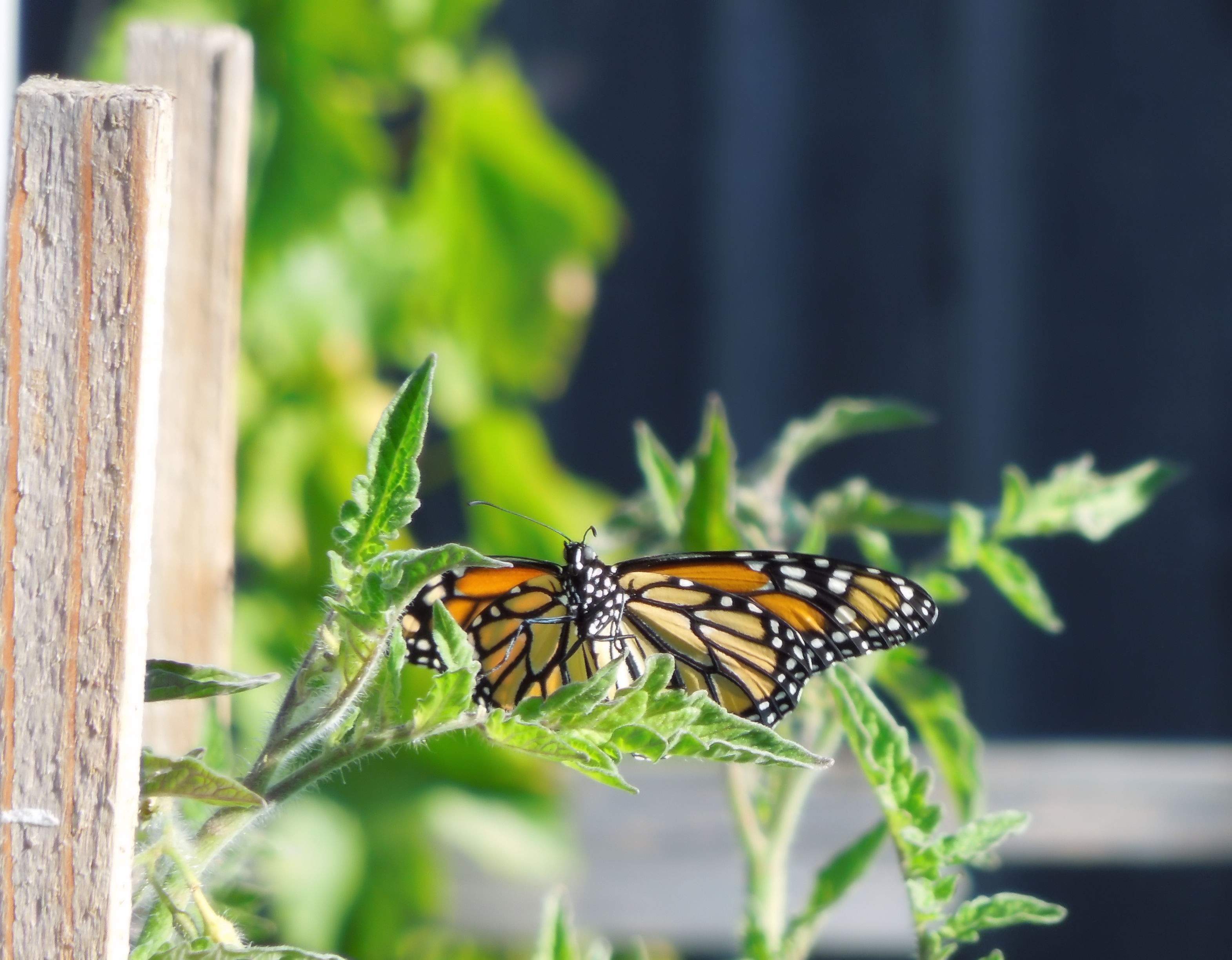 Creating a Monarch Butterfly Habitat